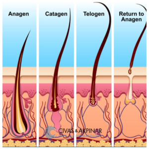 Hair Growth Cycle: Anagen, Catagen & Telogen
