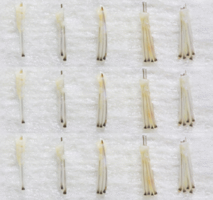 Graft vs Hair: Grafts containing 1-5 hair follicles