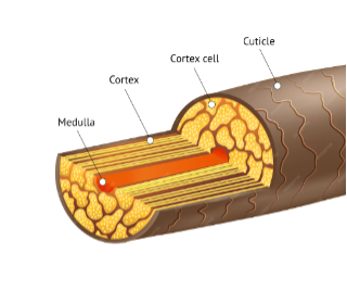 Hair Loss vs Hair Breakage: Structure of Hair